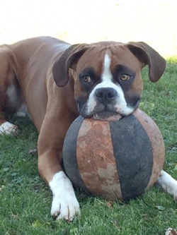 Chippewa Valley Boxers - Athena