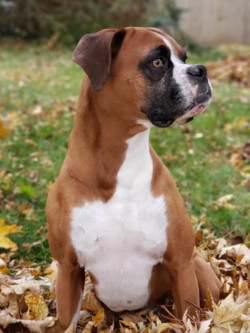 Chippewa Valley Boxers - Ollie