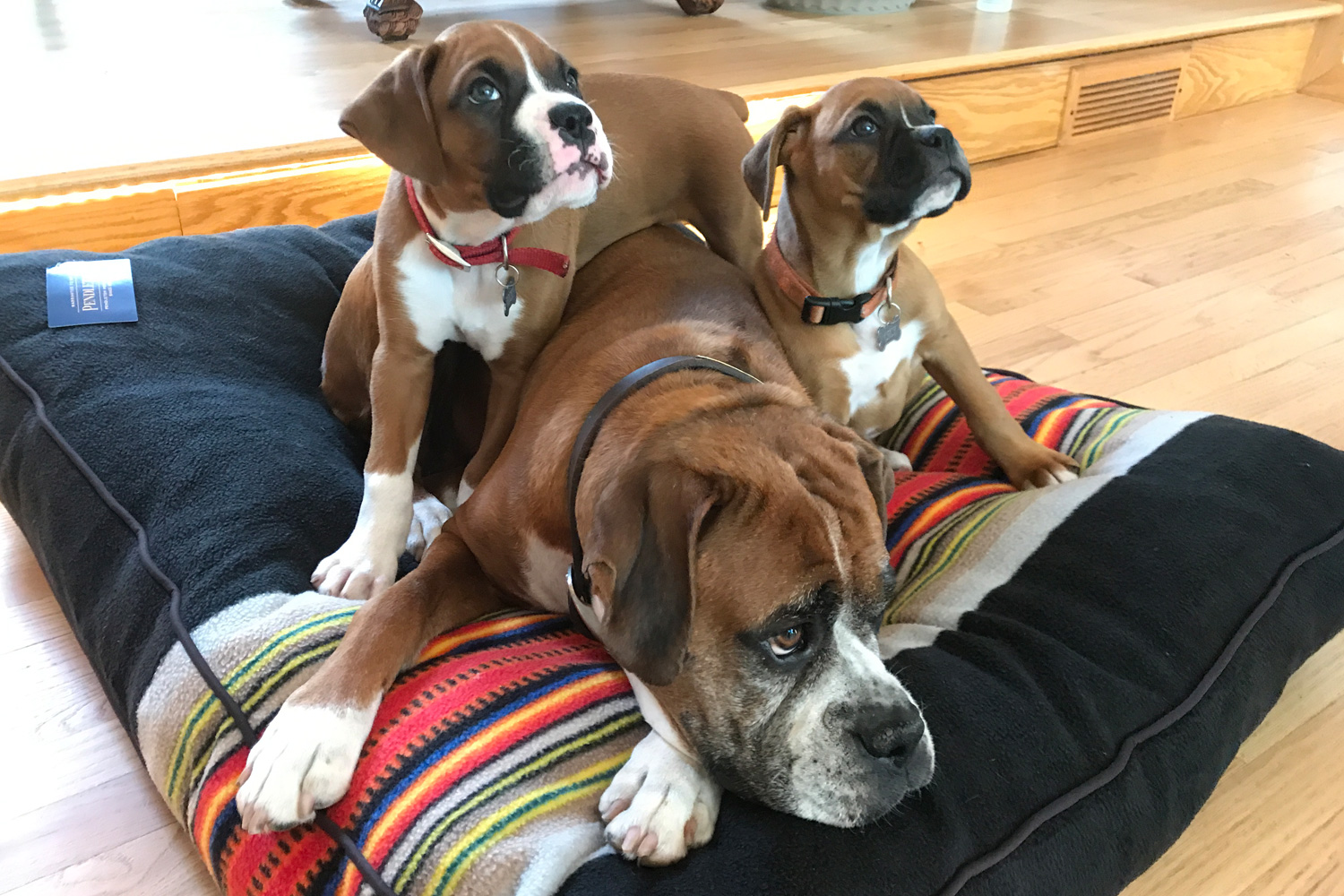 Boxer Puppies - Eau Claire and Chippewa Falls