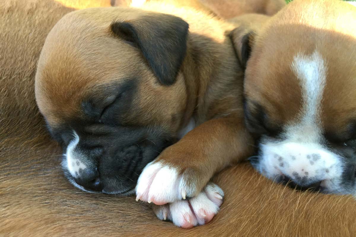 Boxer Puppies - Chippewa Valley