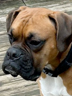 Chippewa Valley Boxers - Ollie